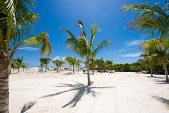 Palmen am Strand